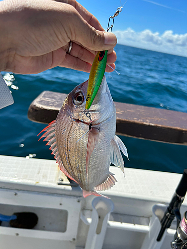 タイの釣果