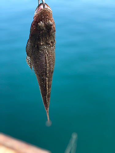 ワニゴチの釣果