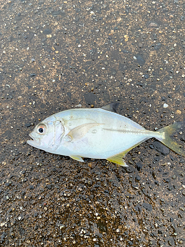 メッキの釣果