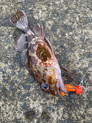 カサゴの釣果