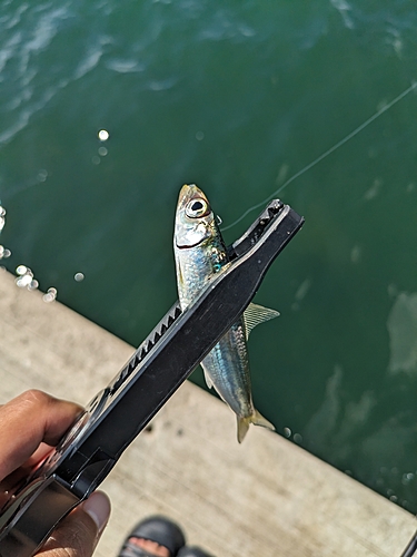 イワシの釣果