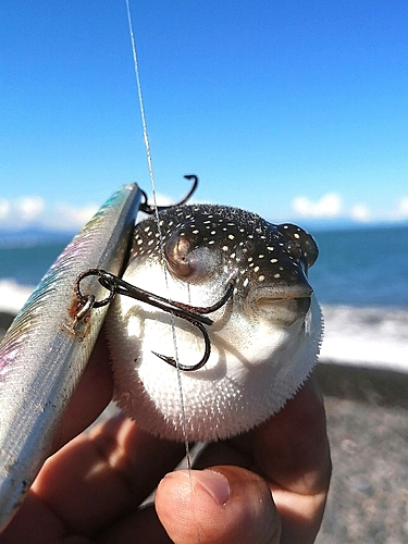 フグの釣果