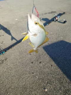 カンパチの釣果