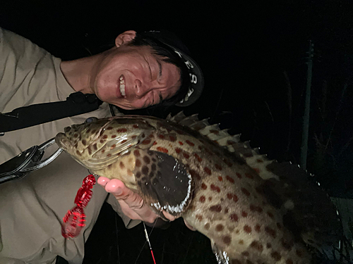 チャイロマルハタの釣果