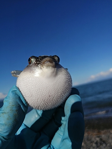 フグの釣果