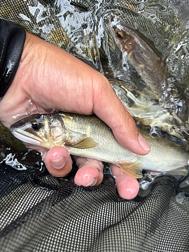 アユの釣果