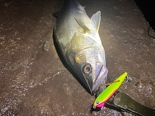 シーバスの釣果