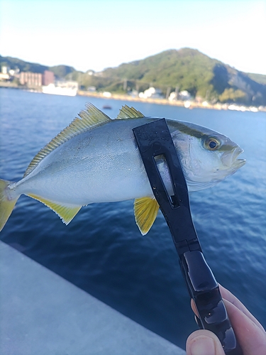 ショゴの釣果