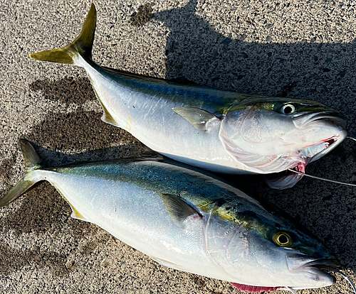 ハマチの釣果