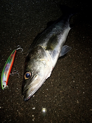 シーバスの釣果