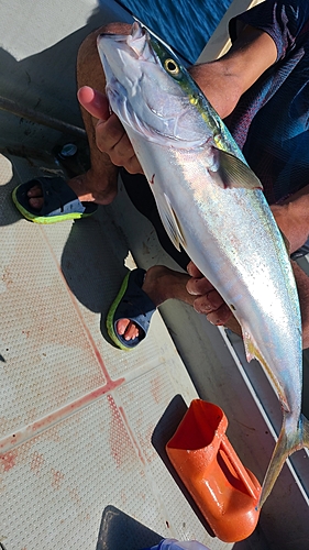 イナダの釣果