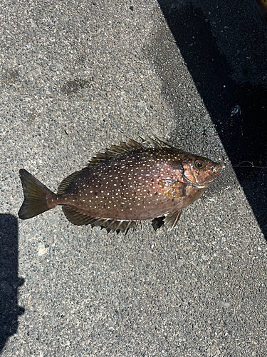 アイゴの釣果