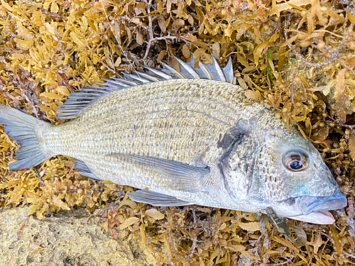 ミナミクロダイの釣果