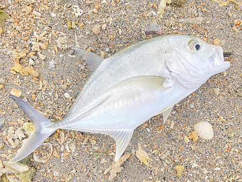 メッキの釣果