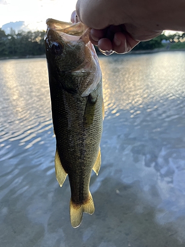 ラージマウスバスの釣果