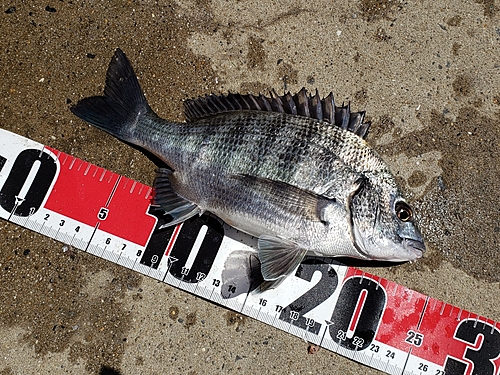 クロダイの釣果