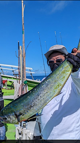 シイラの釣果