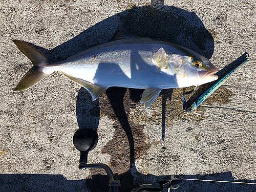 ショゴの釣果