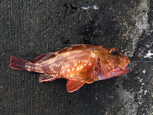 カサゴの釣果