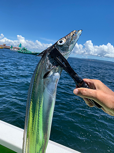 タチウオの釣果