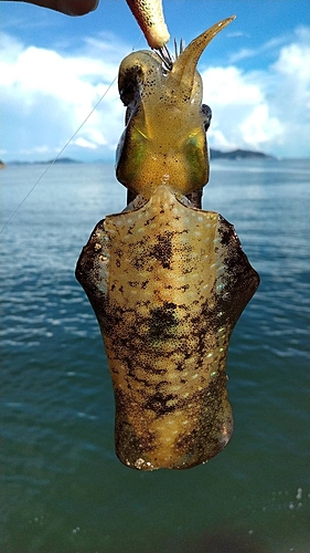 アオリイカの釣果