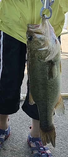 ブラックバスの釣果