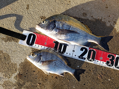 クロダイの釣果