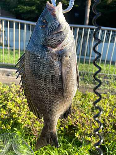 クロダイの釣果