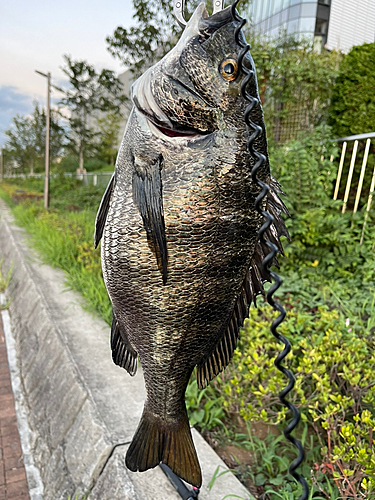 クロダイの釣果