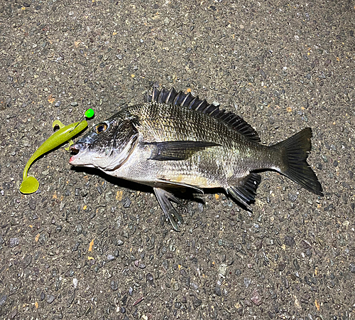 クロダイの釣果