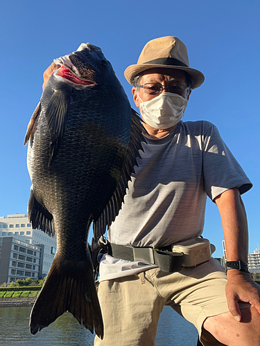 クロダイの釣果