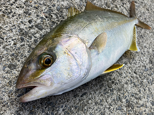 ショゴの釣果