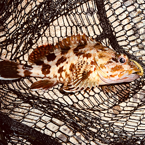 アラカブの釣果