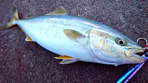 ワカシの釣果