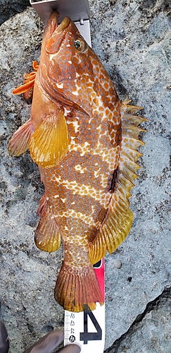 アコウの釣果