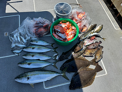 ワラサの釣果