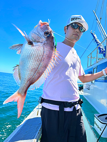 マダイの釣果