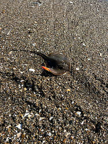 アカエイの釣果