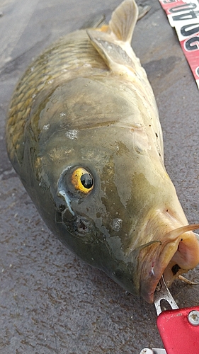 コイの釣果