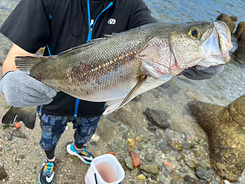 ヒラスズキの釣果