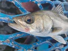 セイゴ（マルスズキ）の釣果