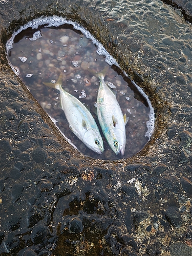 ツバスの釣果