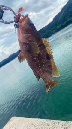 キジハタの釣果