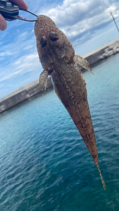 マゴチの釣果