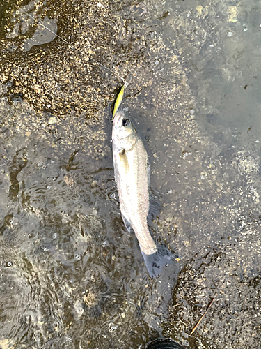 タイリクスズキの釣果