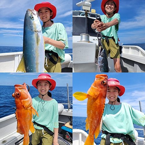 ヒラマサの釣果