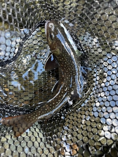 イワナの釣果