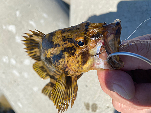 タケノコメバルの釣果