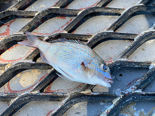 チャリコの釣果