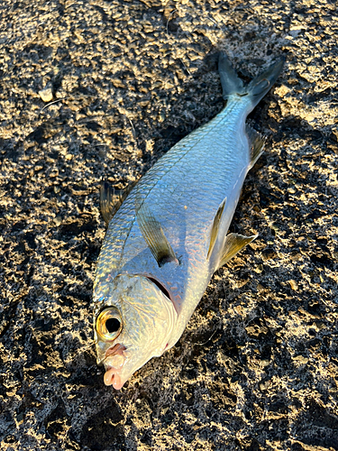 クロサギの釣果